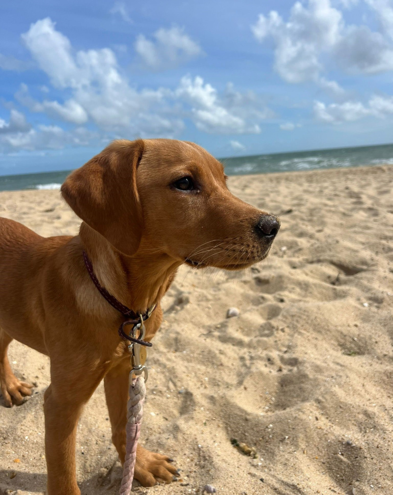 A coast for all …  paws on the prom! 